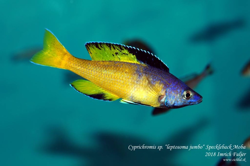 Cyprichromis sp. 'brilliant jumbo' (Speckleback Moba)